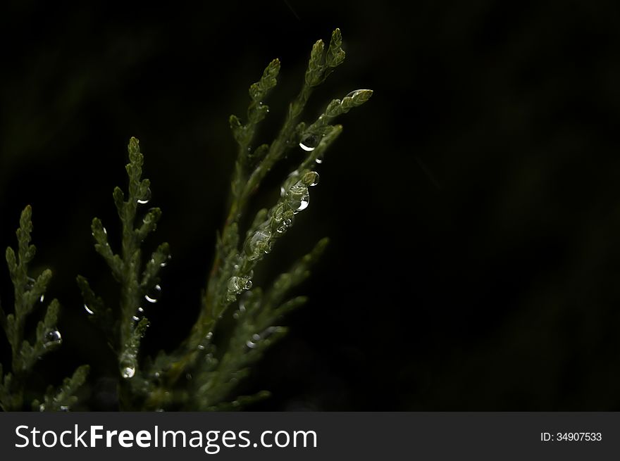 Pine branch with water droplets