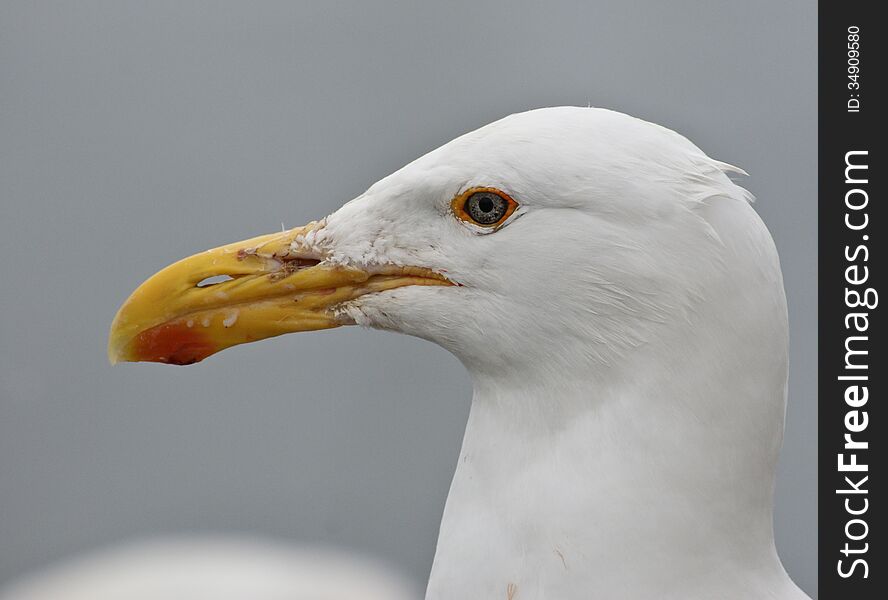 Portrait of a seagull head