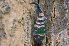 Lanternflies Insect Royalty Free Stock Photography Lanternflies Insect Royalty Free Stock Photography