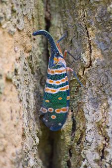 Lanternflies Insect Stock Photos Lanternflies Insect Stock Photos