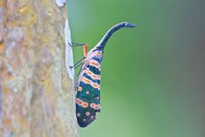 Lanternflies Insect Stock Photos Lanternflies Insect Stock Photos