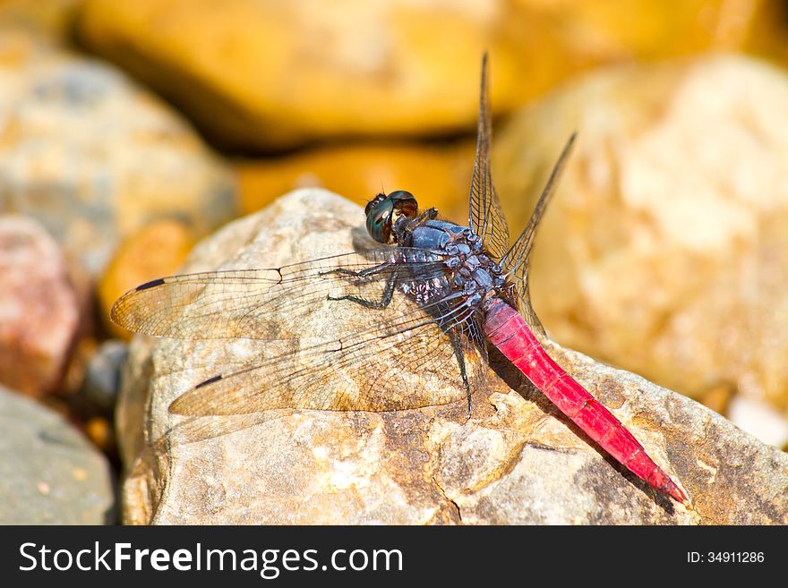 Dragonfly resting on stone