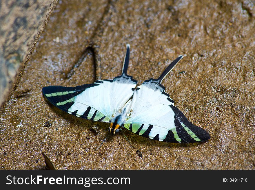 Butterflies are absorption minerals on the ground in forest