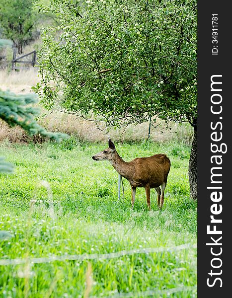 A deer standing under an apple tree in an orchard. A deer standing under an apple tree in an orchard