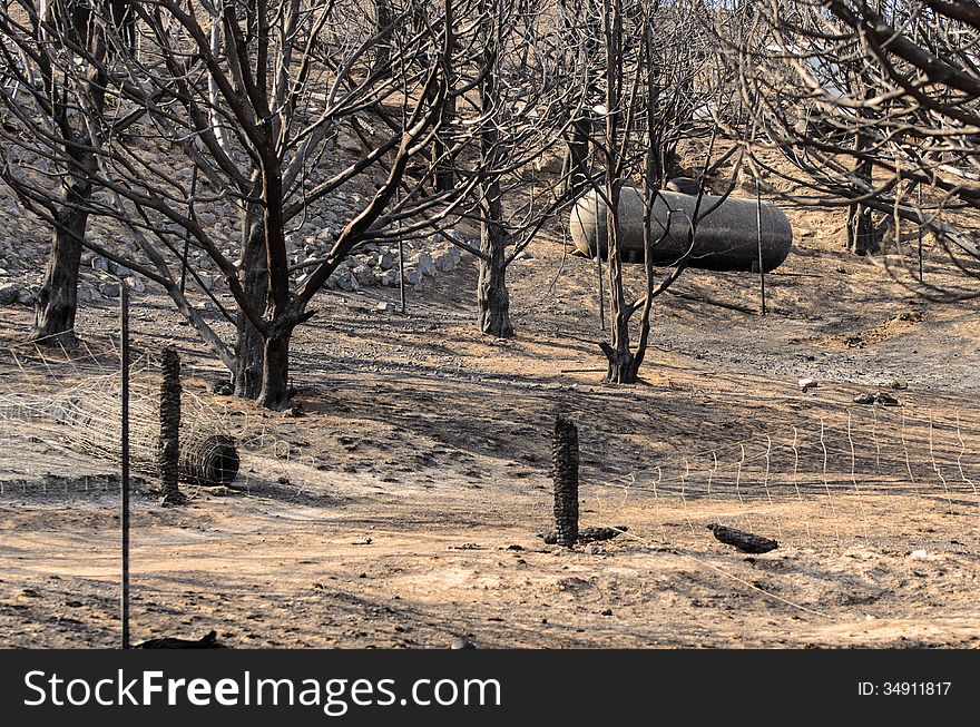 Trees and a propane tank that have been burned and blackened by a wild fire. Trees and a propane tank that have been burned and blackened by a wild fire