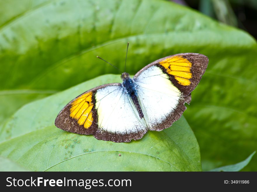 Butterfly On Leaf