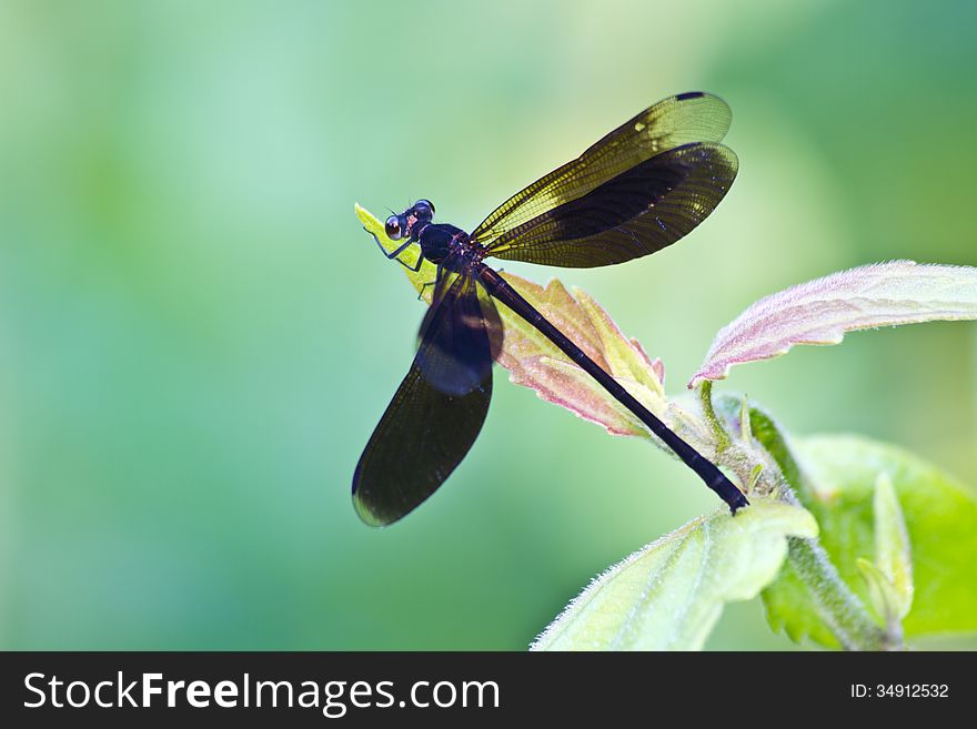 Dragonfly In Forest