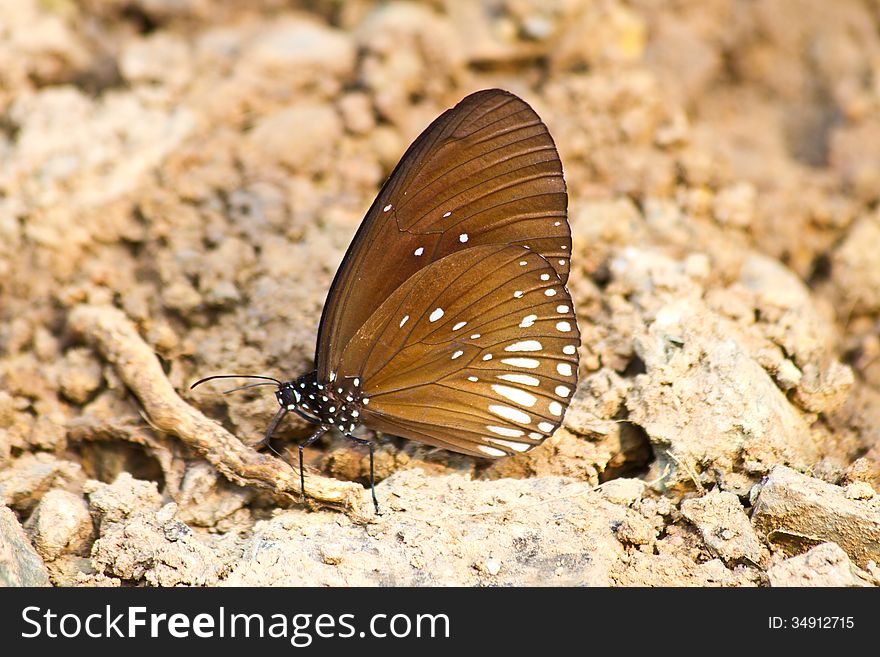 Butterflies are absorption minerals on the ground in forest