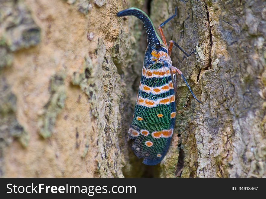 Lanternflies insect, beauty insect on tree in forest