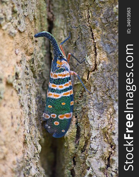 Lanternflies insect, beauty insect on tree in forest