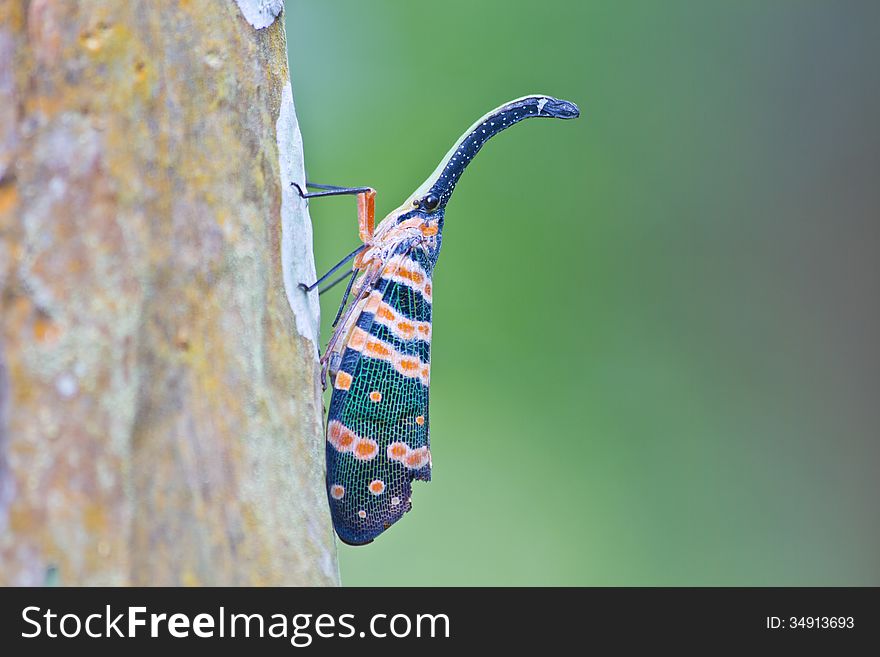 Lanternflies insect, beauty insect on tree in forest