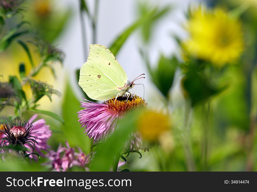 Yellow butterfly on asters flower. Yellow butterfly on asters flower