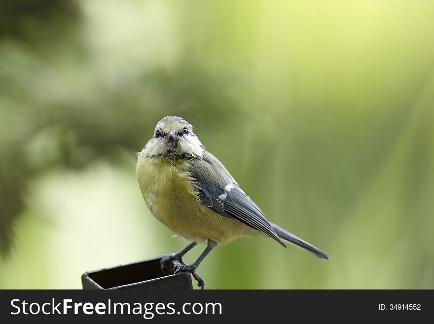 Blue Tit Portrait