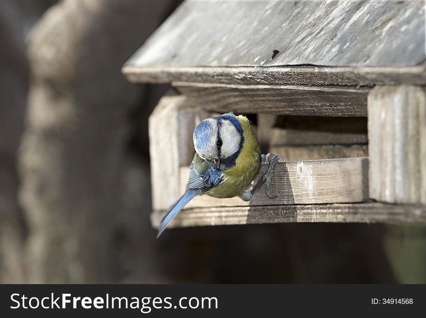 Blue tit sitting on birdhouse. Blue tit sitting on birdhouse