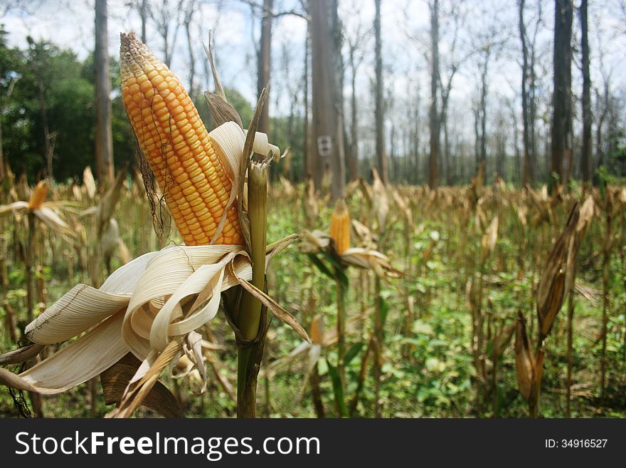 Corn plant in the jungle in indonesia