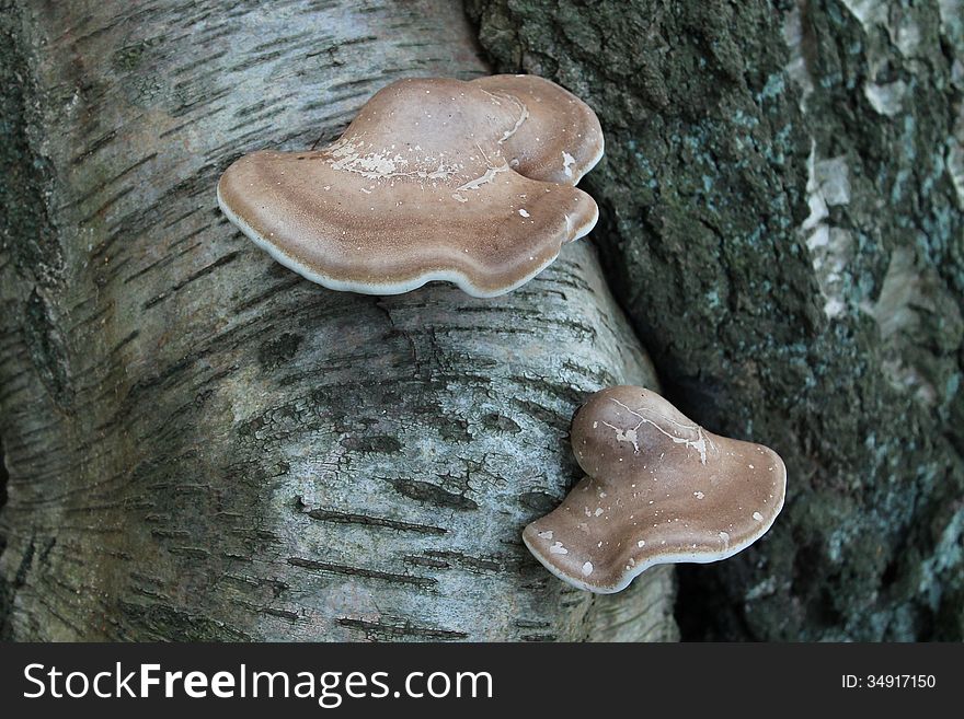 Two Bracket Fungi Growing on a Silver Birch Tree Trunk. Two Bracket Fungi Growing on a Silver Birch Tree Trunk.