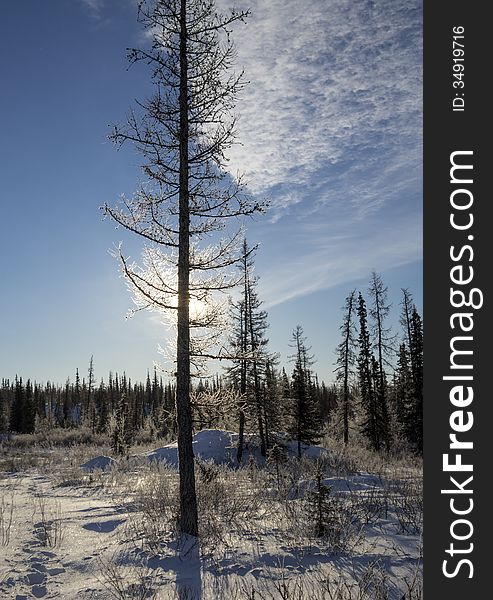 Larch against the sun in Yamal tundra