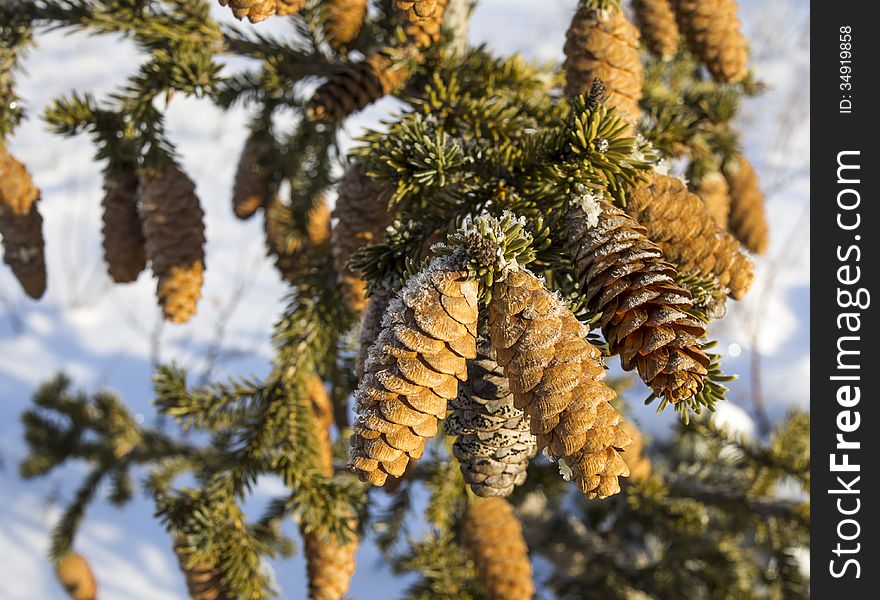 Fir cones hanging on the tree