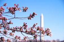 Cherry Blossom Festival Washington DC Stock Photos Cherry Blossom Festival Washington DC Stock Photos
