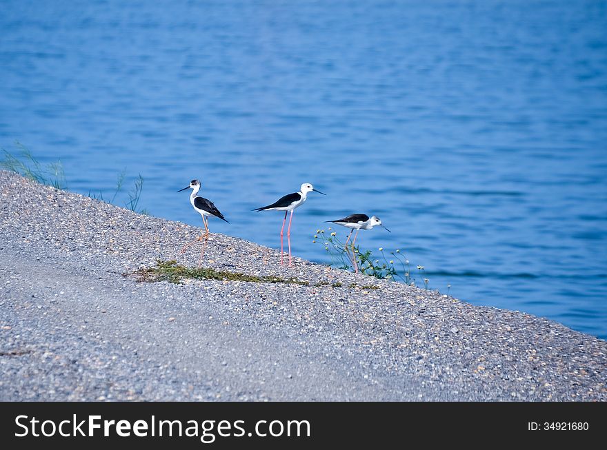 Black-winged Stilt