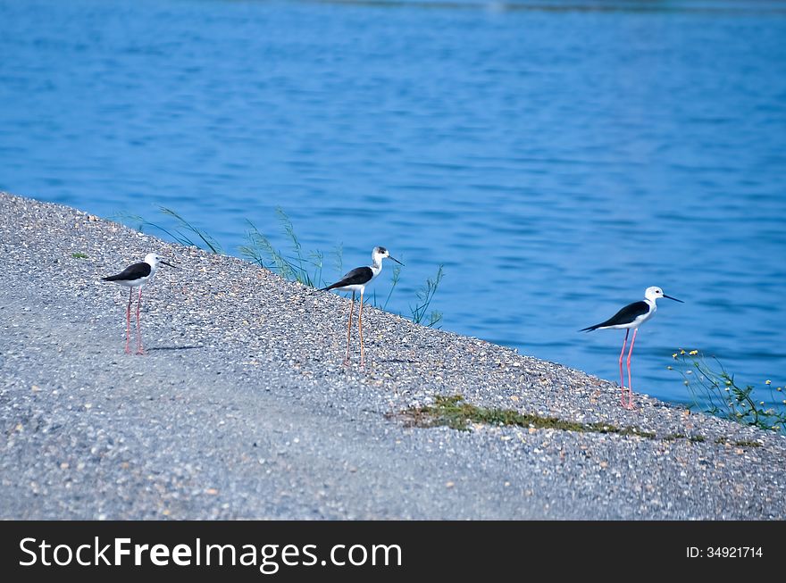 Black-winged stilt were Waterfowl