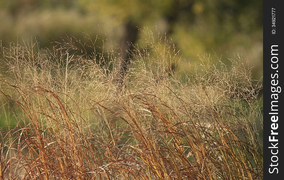 Prairie Grass Background