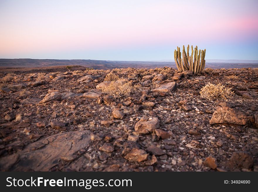 Cactus silhouetted against a desert sunset - landscape exterior