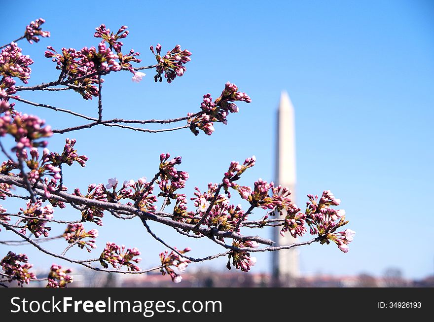 Cherry Blossom festival Washington DC