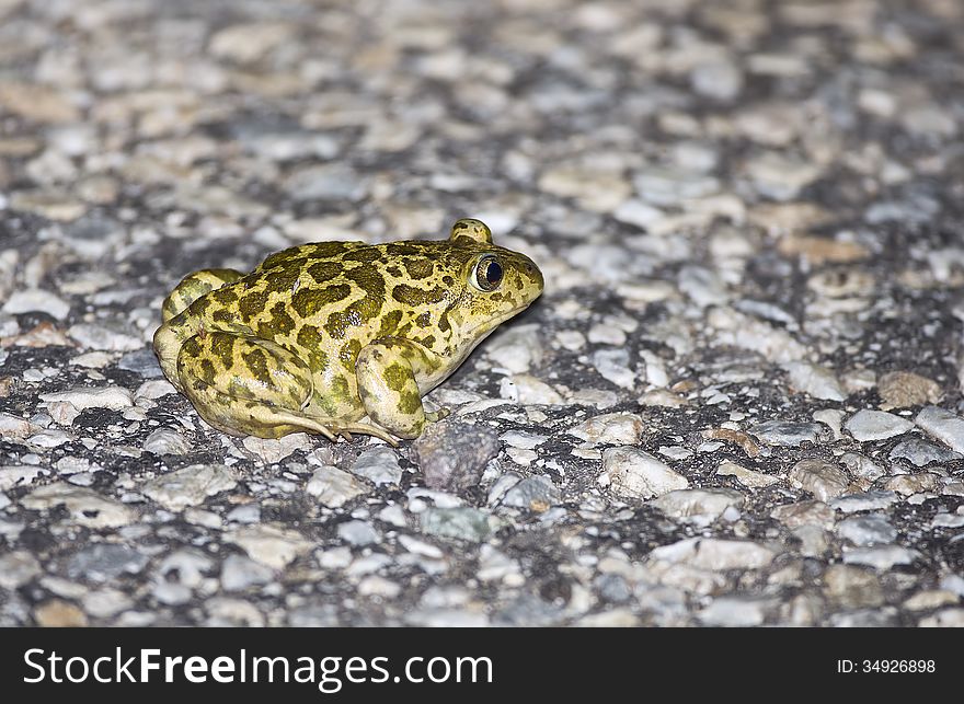 A Syrian spadefoot is standing on a road. A Syrian spadefoot is standing on a road