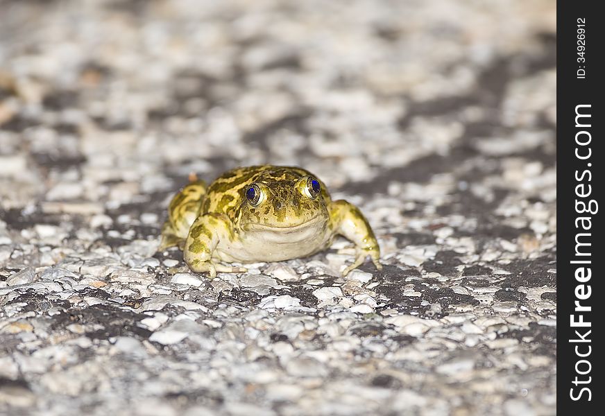 A Syrian spadefoot is standing on a road. A Syrian spadefoot is standing on a road