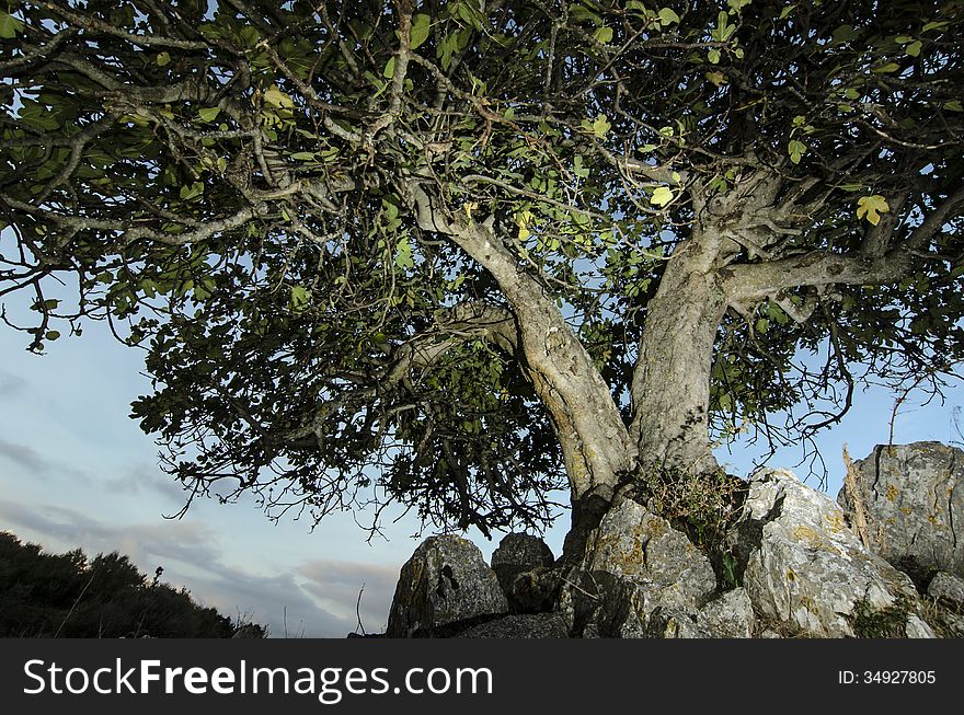 Common fig grown over the rocks in the mountains.