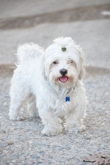 Bichon Dog Stock Images Bichon Dog Stock Images