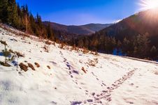 Snowy Road To Coniferous Forest In Mountains Stock Photography Snowy Road To Coniferous Forest In Mountains Stock Photography