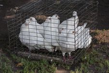 Dove White Pigeons Royalty Free Stock Photography Dove White Pigeons Royalty Free Stock Photography