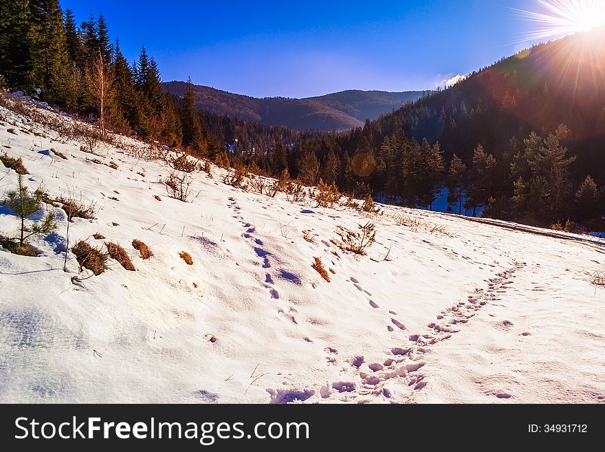 Winter mountain landscape. winding road that leads into the pine forest covered with snow. wooden fence stands near the road. Winter mountain landscape. winding road that leads into the pine forest covered with snow. wooden fence stands near the road.