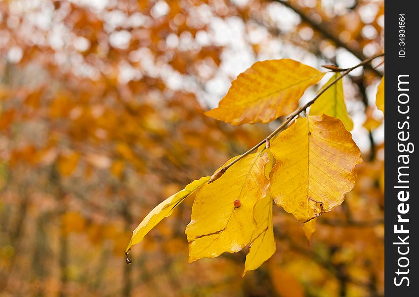 Autumn, yellowing leaves on a tree branch