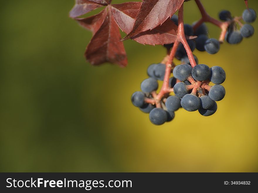 Berries of the Virginia creeper (Parthenocissus quinquefolia