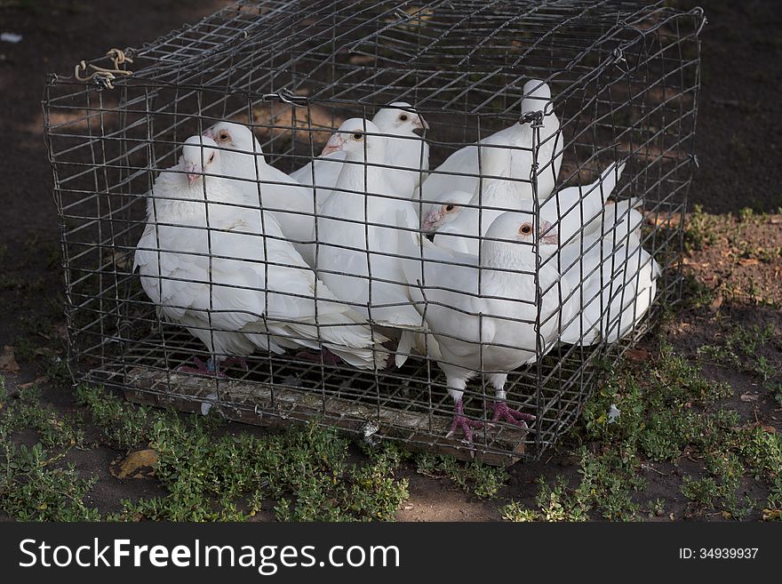 Dove white pigeons in metal cage on green grass photo.