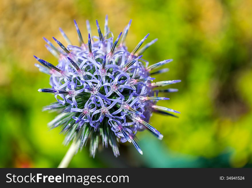 Thistle in bloom