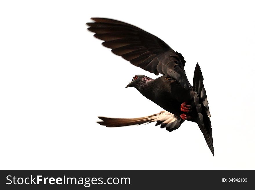 Flying pigeon isolated on white background