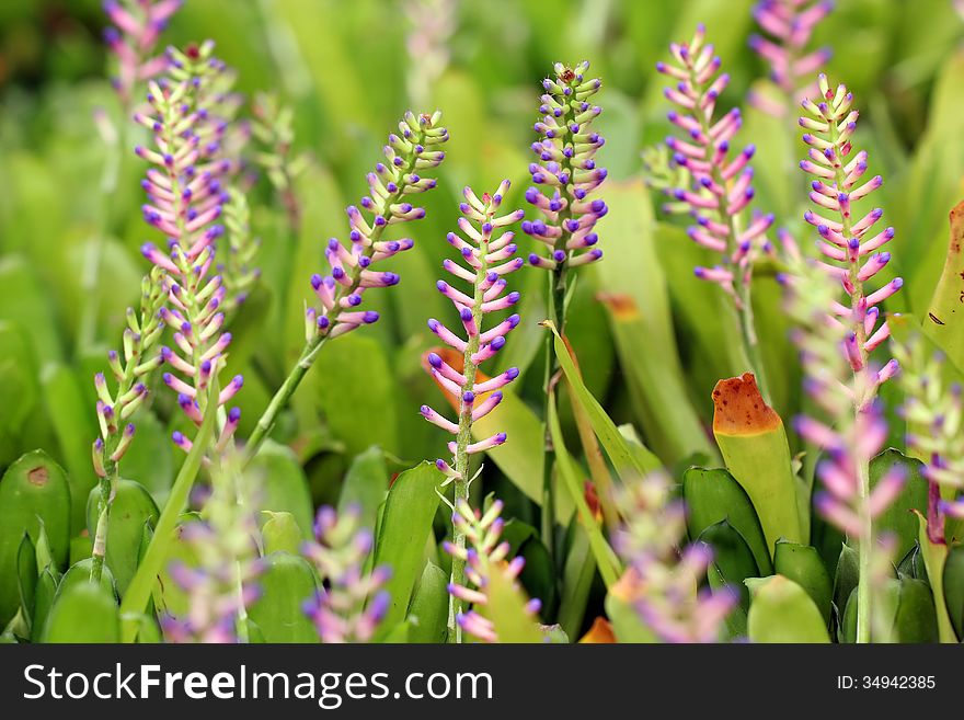 Pink Blue Aechmea Or Bromeliad