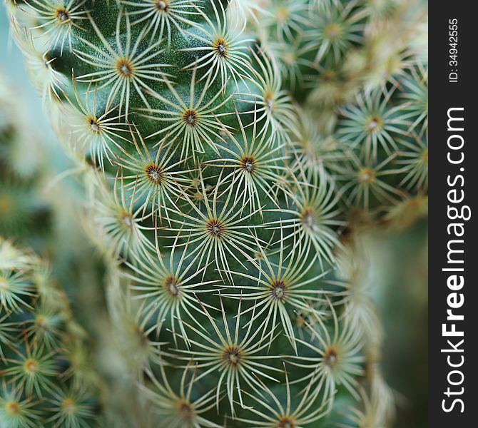 Closeup of beautiful cactus