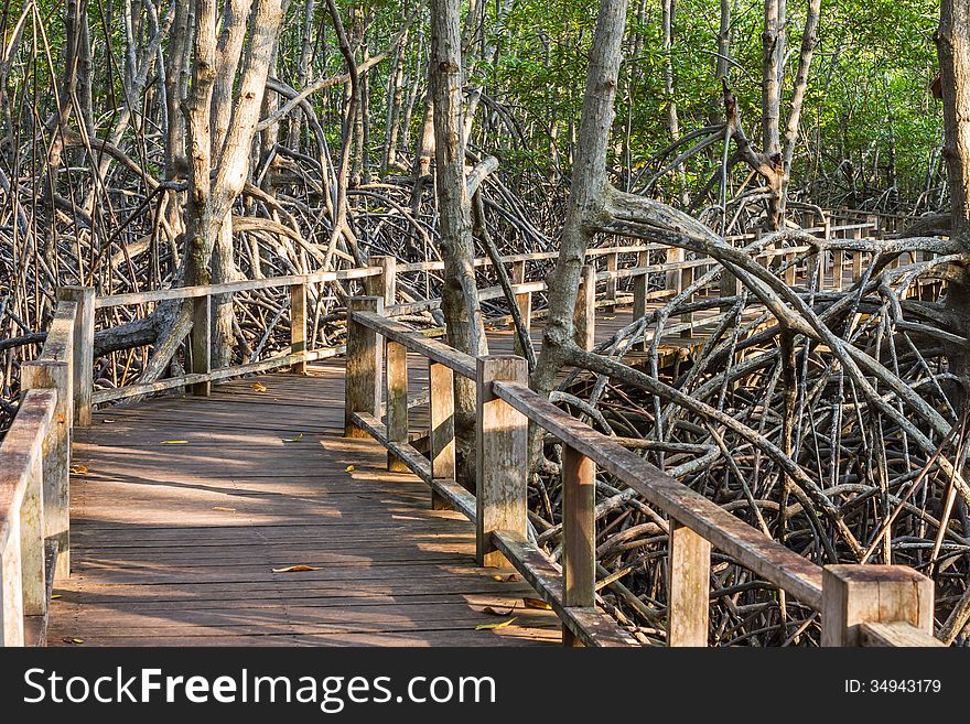 Boardwalk in mangrove forest