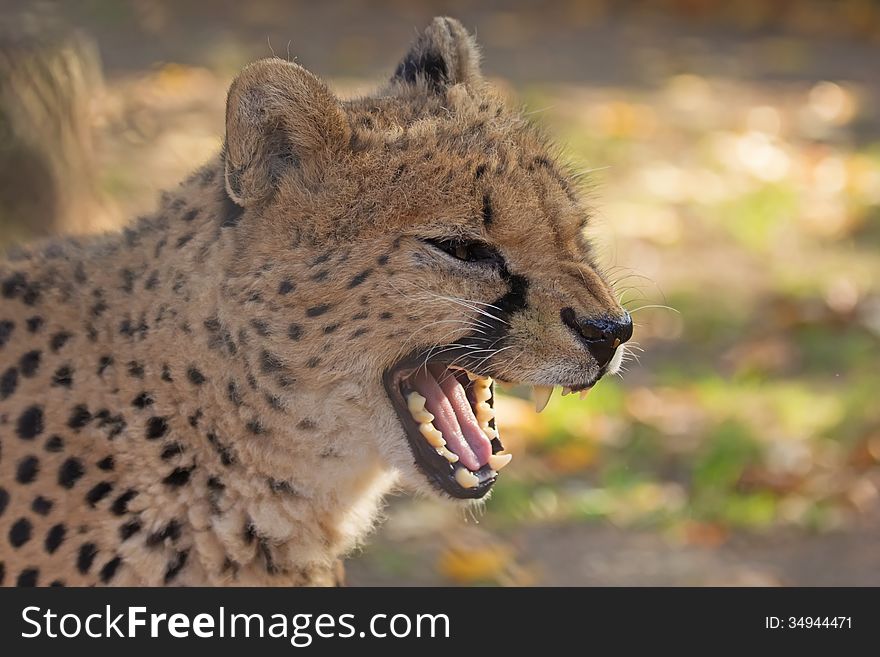 Detailed side view of cheetah (Acinonyx jubatus). Horizontally. Detailed side view of cheetah (Acinonyx jubatus). Horizontally.