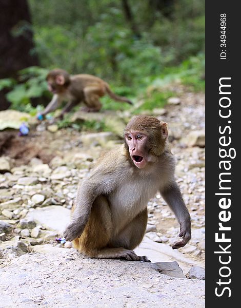 Young cute Indian monkey jumps. Young cute Indian monkey jumps.