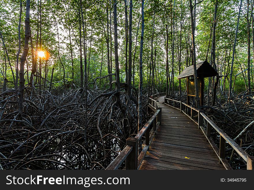 Wooden path is boardwalk in mangrove forest