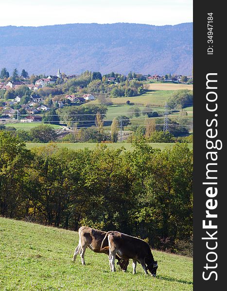 Swiss cows grazing in mountain meadow, vertical