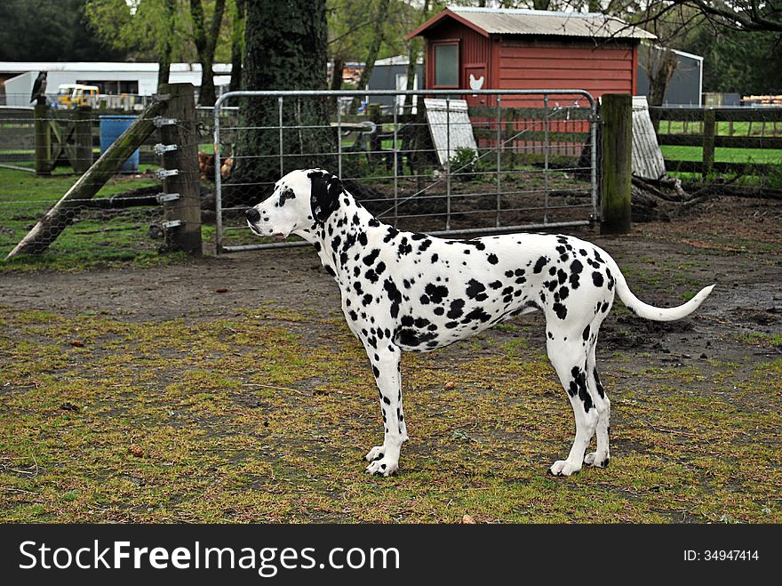 Side profile of a single male dalmation dog in front of a farm gate.