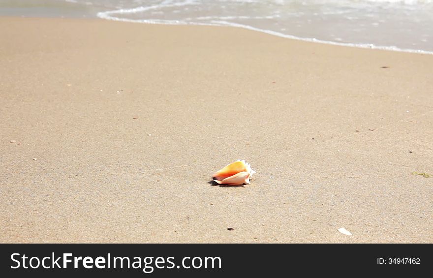 Beach. Fine white sand. View slides along the sea surf, past the seashells and stops on the two starfishes. Beach. Fine white sand. View slides along the sea surf, past the seashells and stops on the two starfishes