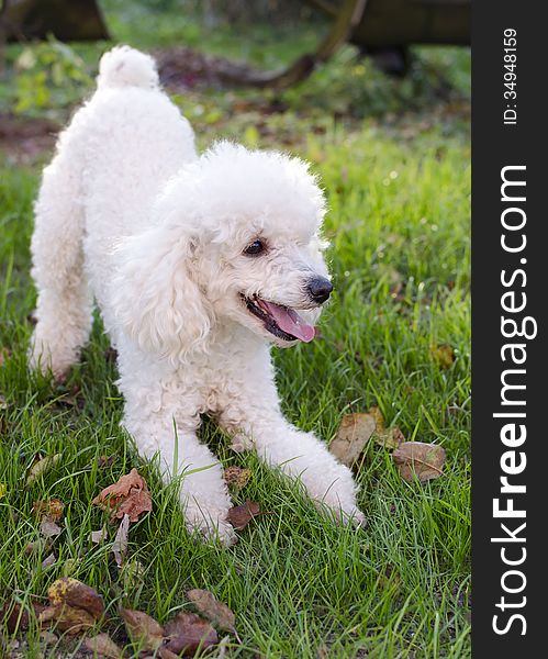 Playful poodle dog in green grass in garden